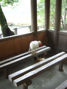 �ɐ��_�{�@�O�{