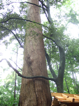 �ɐ��_�{�@���{