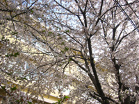 ���w�Z�̍�����