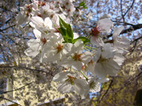 ���w�Z�̍�����