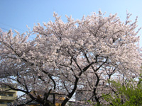 �ߏ��̍��̑��