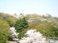 �s���N�ɐ��܂�R