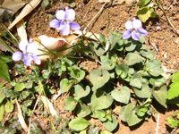 �e�`�R�̂��݂�