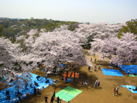 �e�`�R�̂��Ԍ�