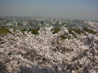 �e�`�R�̍�