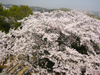 �e�`�R�̍�