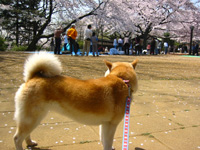 ���O���Ԍ������������A�|���`