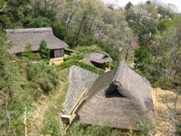 ���{���Ɖ�