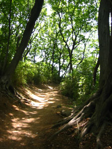 ����֑����R��