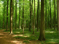 �u���[�x���̐X