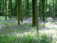 �u���[�x���̐X