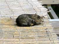 �l�R�����