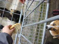 �N�}�Ƃ���