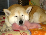 ponchi