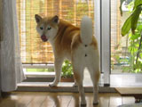 ポンチ