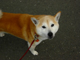 ponchi