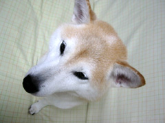 �|���`�@���̂Ă��؂�